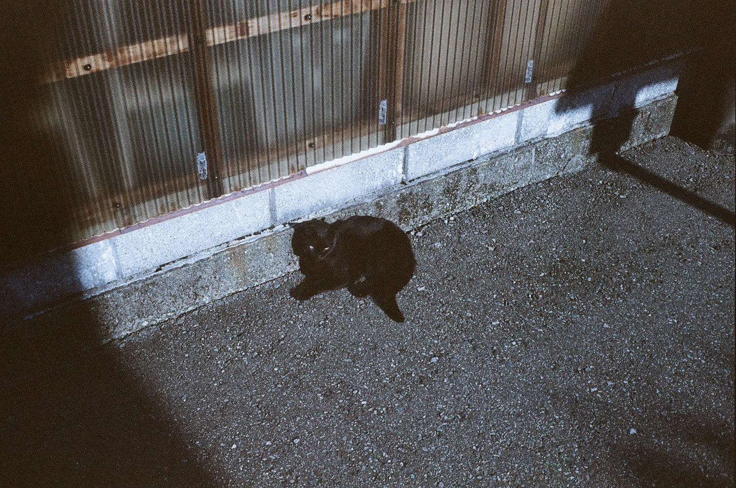cat